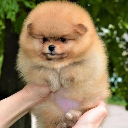 Toy Pom Puppies For Sale in Hyderabad
