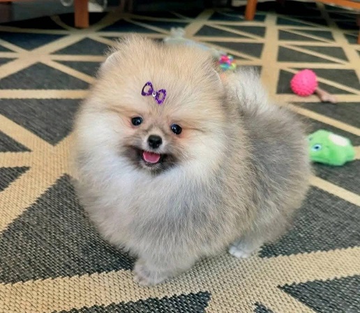 Toy Pom Puppies For Sale in Ahmedabad