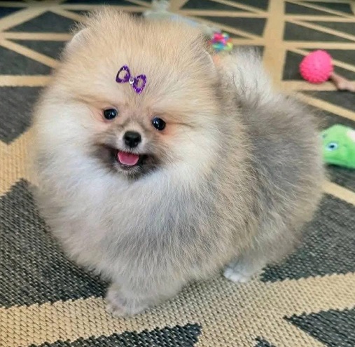 Toy Pom Puppies For Sale in Jaipur