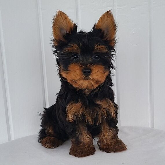 Yorkshire terrier Puppies For Sale in Delhi