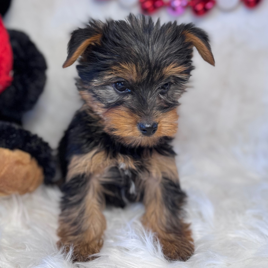 Yorkshire terrier Puppies For Sale in Agra