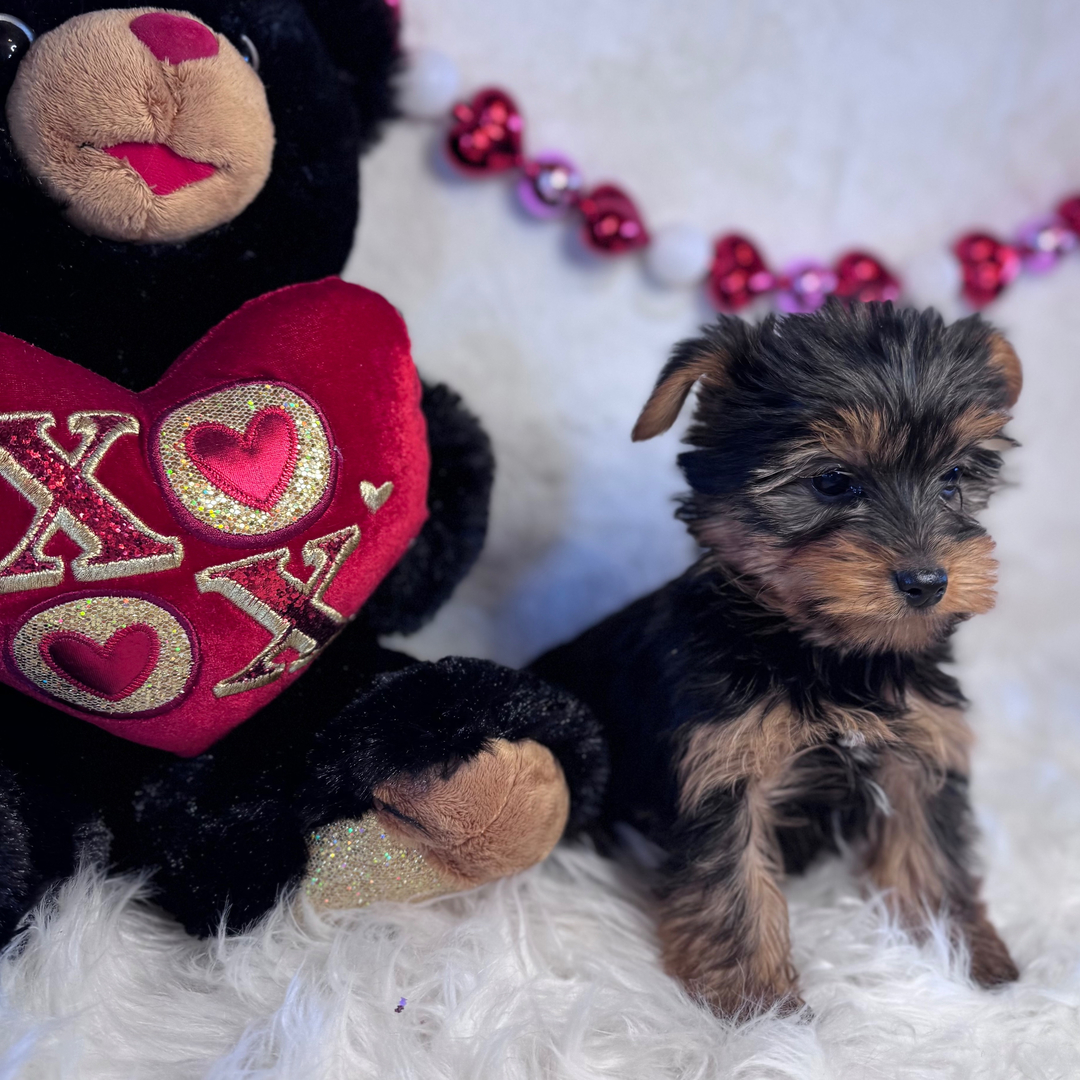 Yorkshire terrier Puppies For Sale in Varanasi