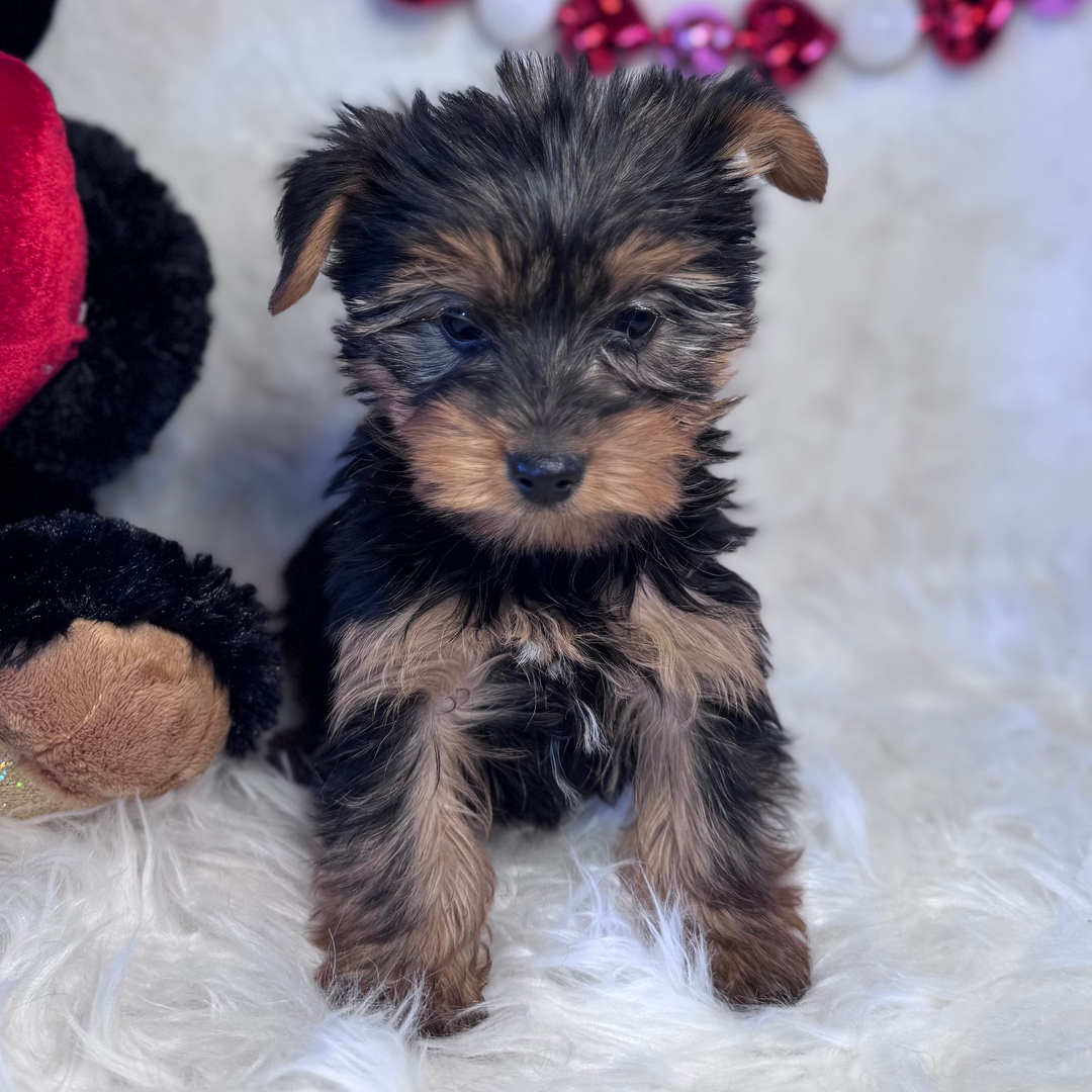 Yorkshire terrier Puppies For Sale in Surat