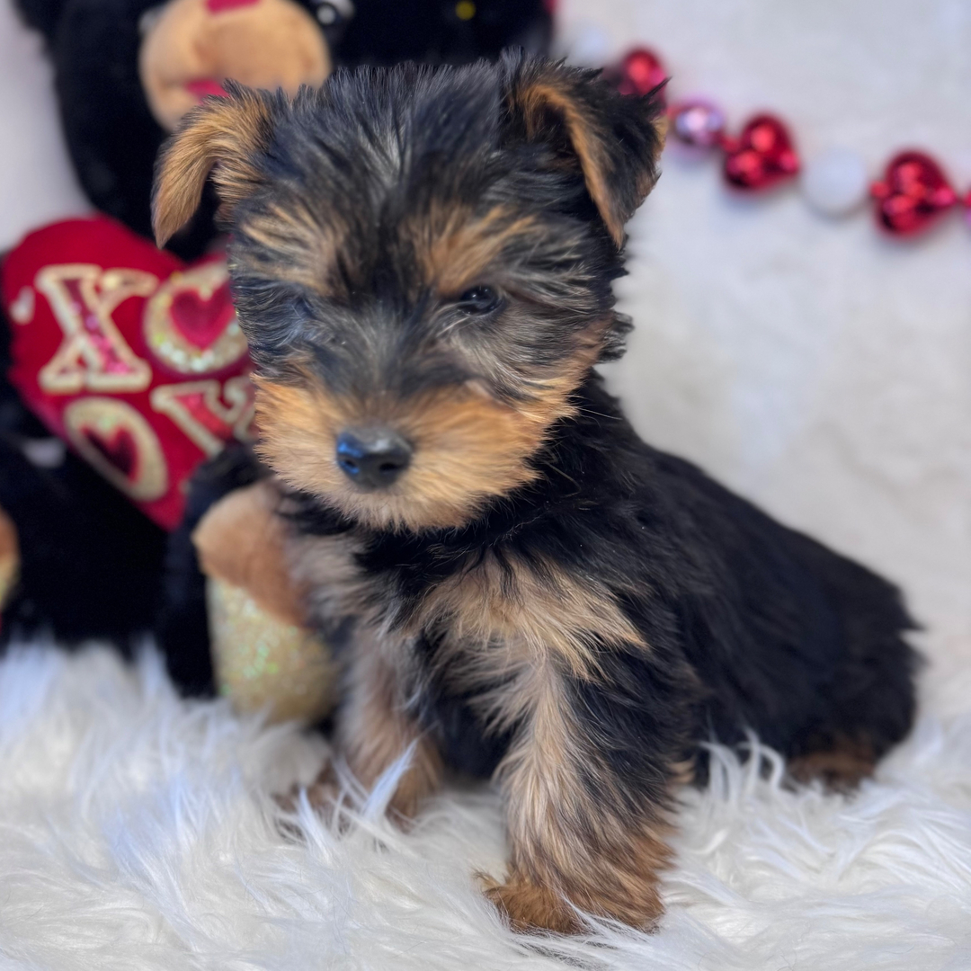 Yorkshire terrier Puppies For Sale in Lucknow