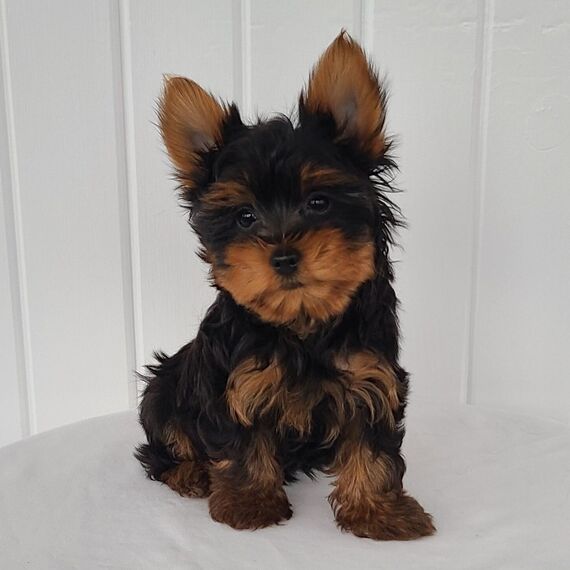 Yorkshire terrier Puppies For Sale in Udaipur