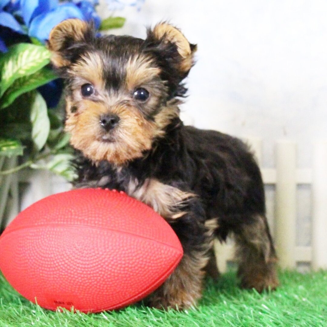 Yorkshire terrier Puppies For Sale in Goa