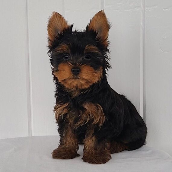 Yorkshire terrier Puppies For Sale in Chandigarh