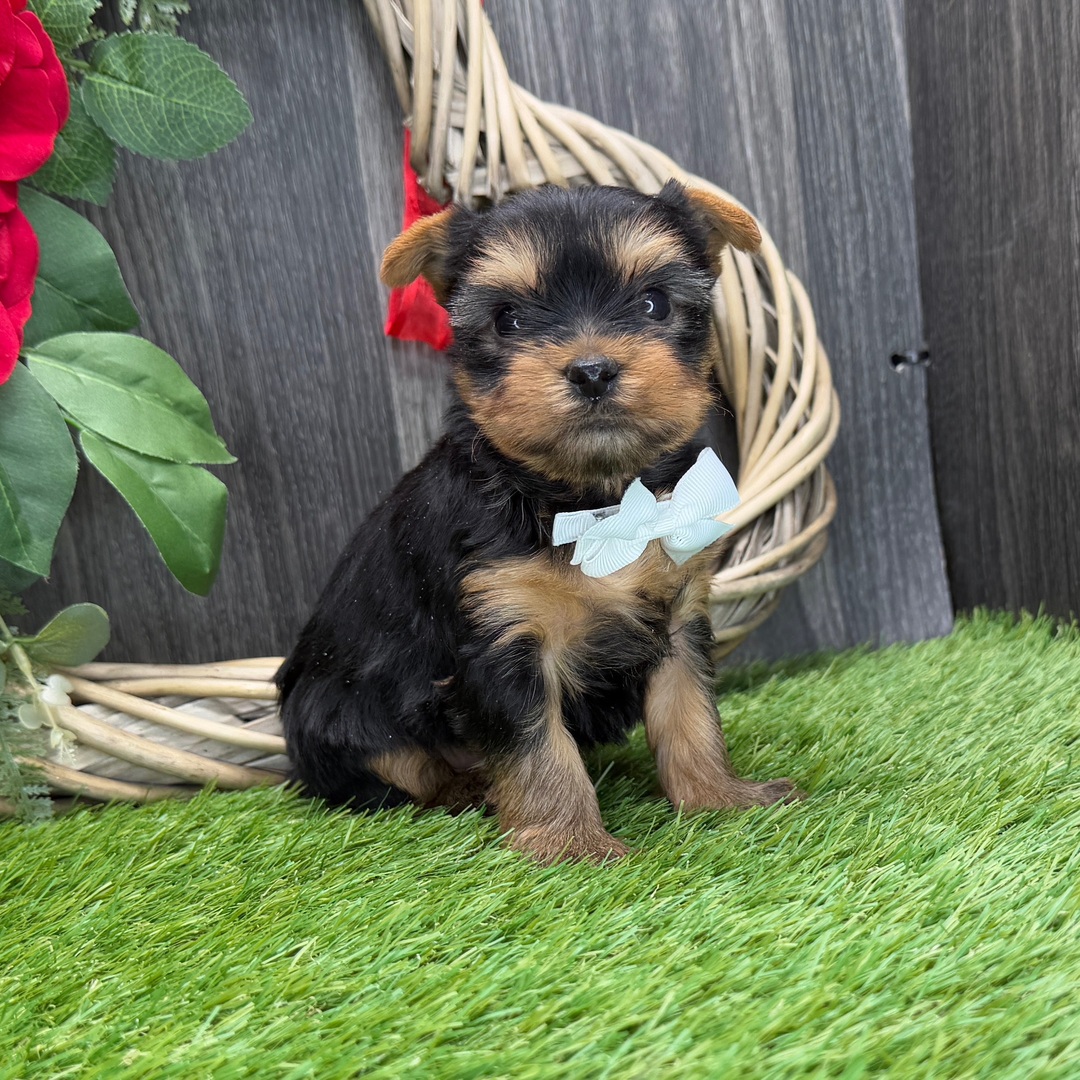 Yorkshire terrier Puppies For Sale in Mumbai