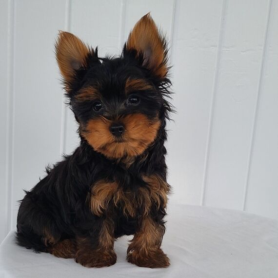 Yorkshire terrier Puppies For Sale in Mysuru