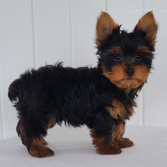 Yorkshire terrier Puppies For Sale in Jodhpur