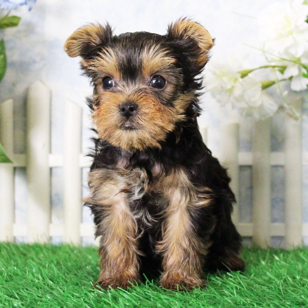 Yorkshire terrier Puppies For Sale in Nagpur