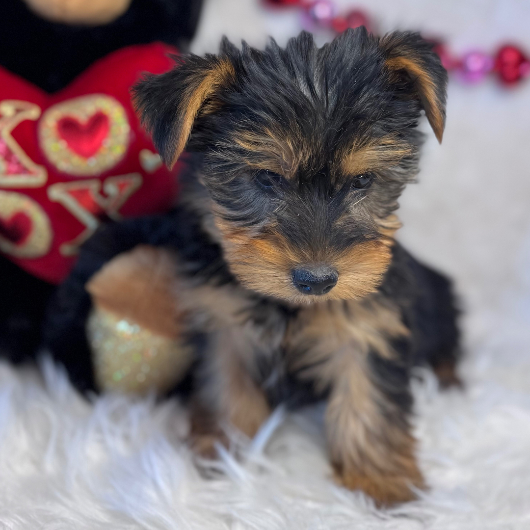 Yorkshire terrier Puppies For Sale in Madurai