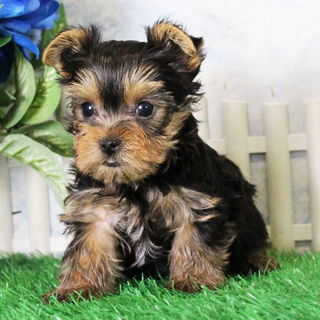 Yorkshire terrier Puppies For Sale in Noida