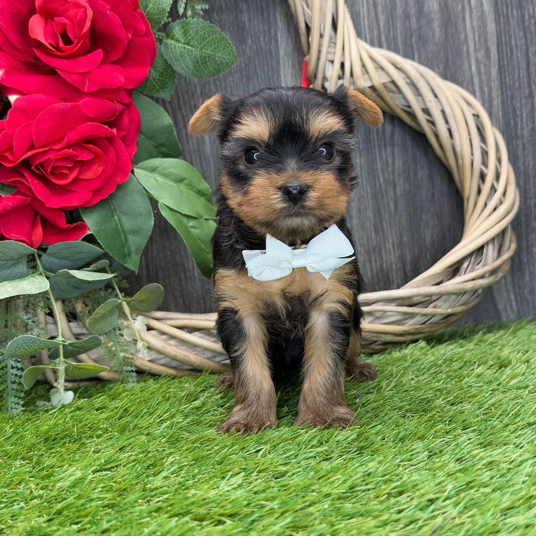 Yorkshire terrier Puppies For Sale in Bangalore