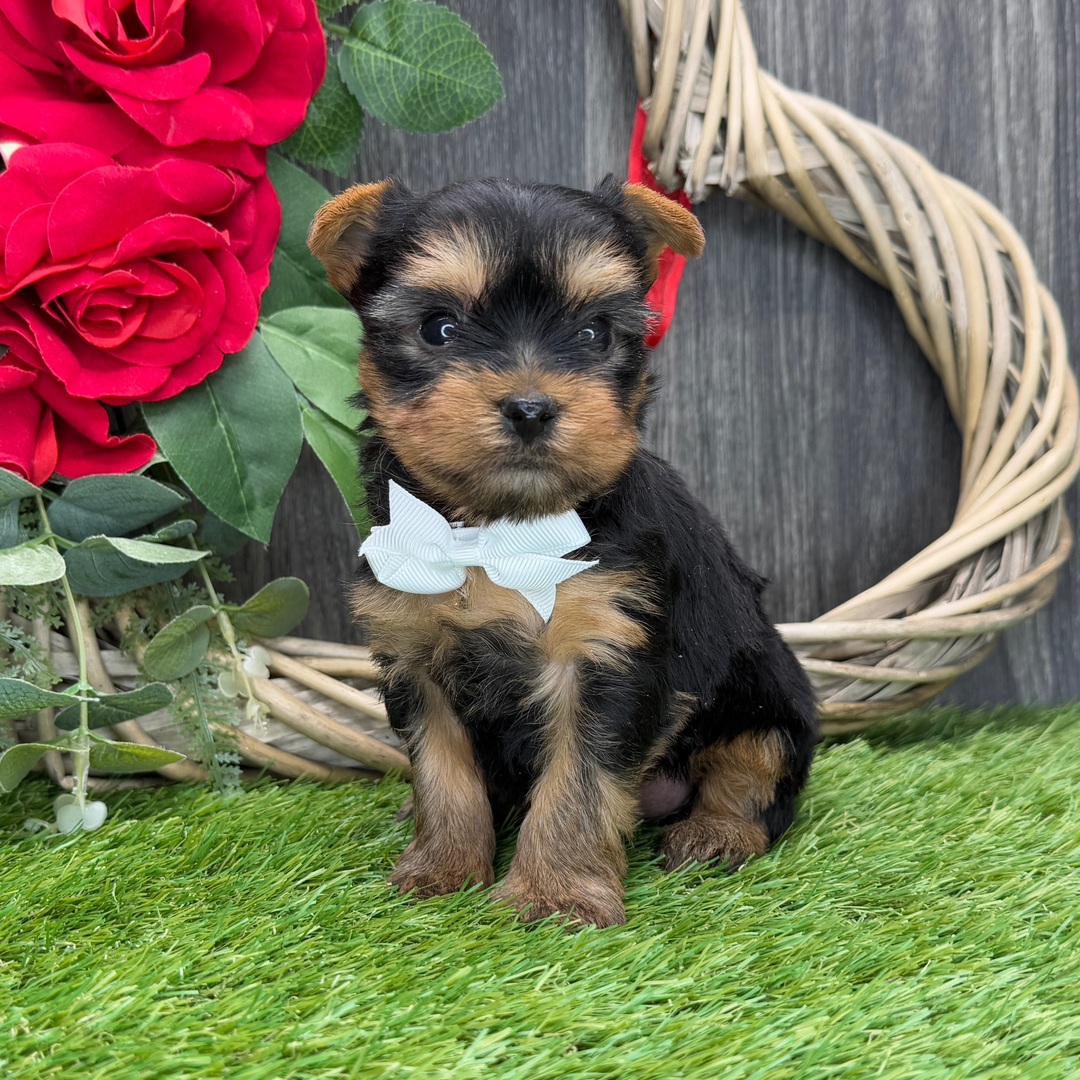 Yorkshire terrier Puppies For Sale in Bhubaneswar