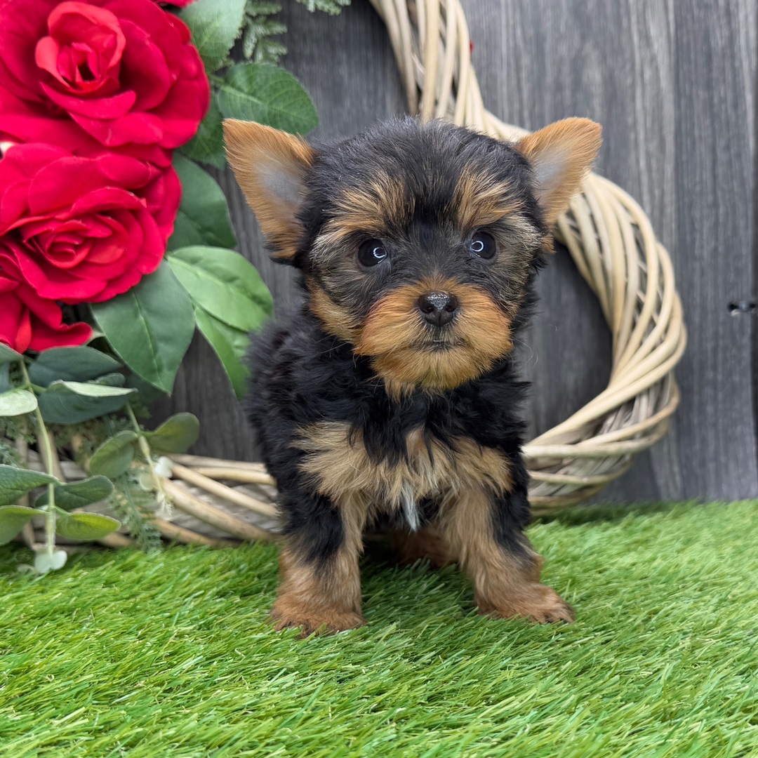 Yorkshire terrier Puppies For Sale in Kolkata