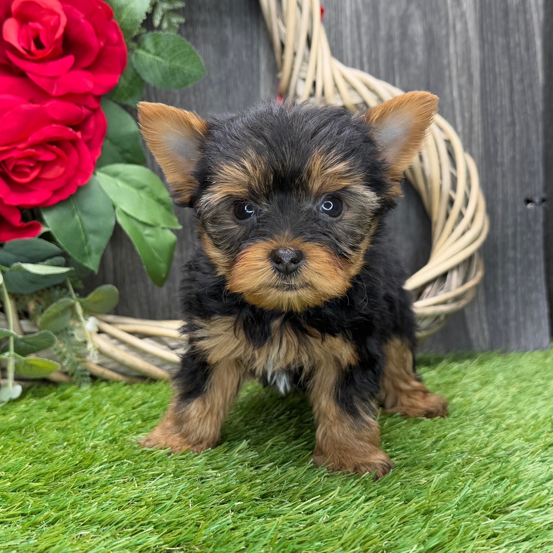 Yorkshire terrier Puppies For Sale in Hyderabad