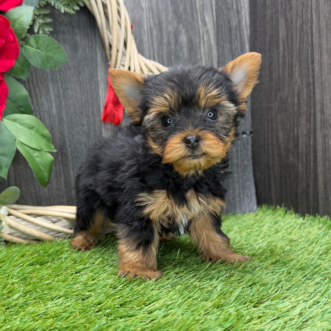 Yorkshire terrier Puppies For Sale in Pune